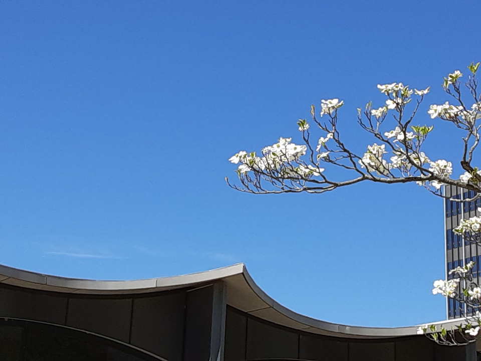 Harriman Campus building blue sky white-blossomed tree branch
