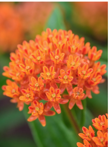 Photo of Butterfly Weed Bush