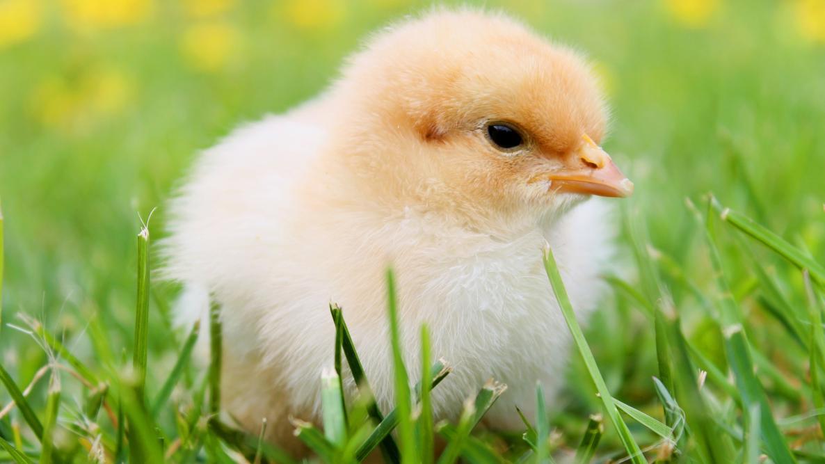 Baby chick