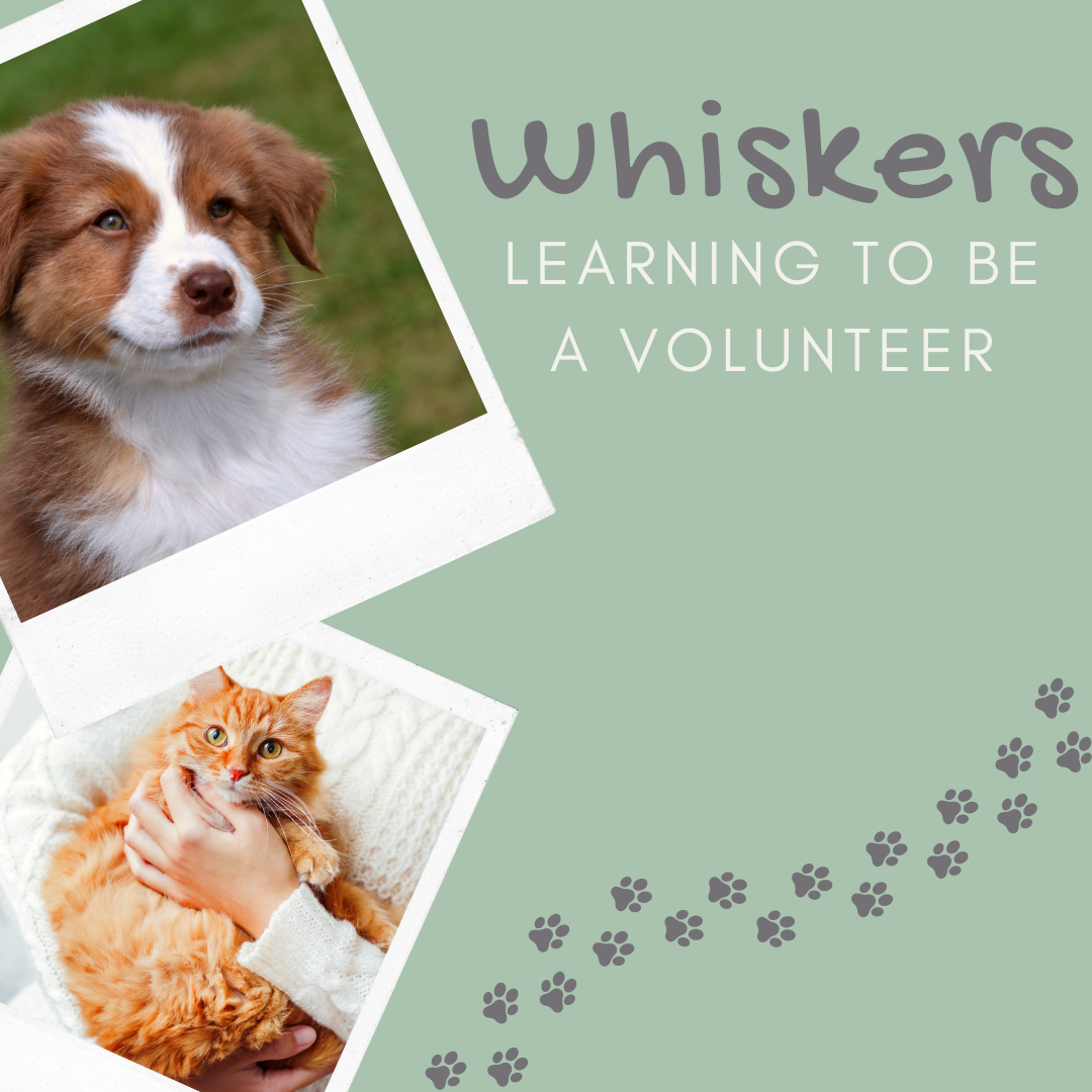 Whiskers Learning to be a Volunteer 